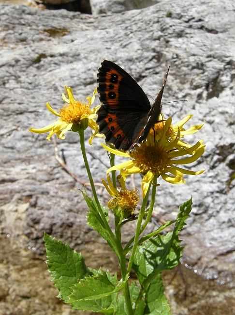 Erebia ligea